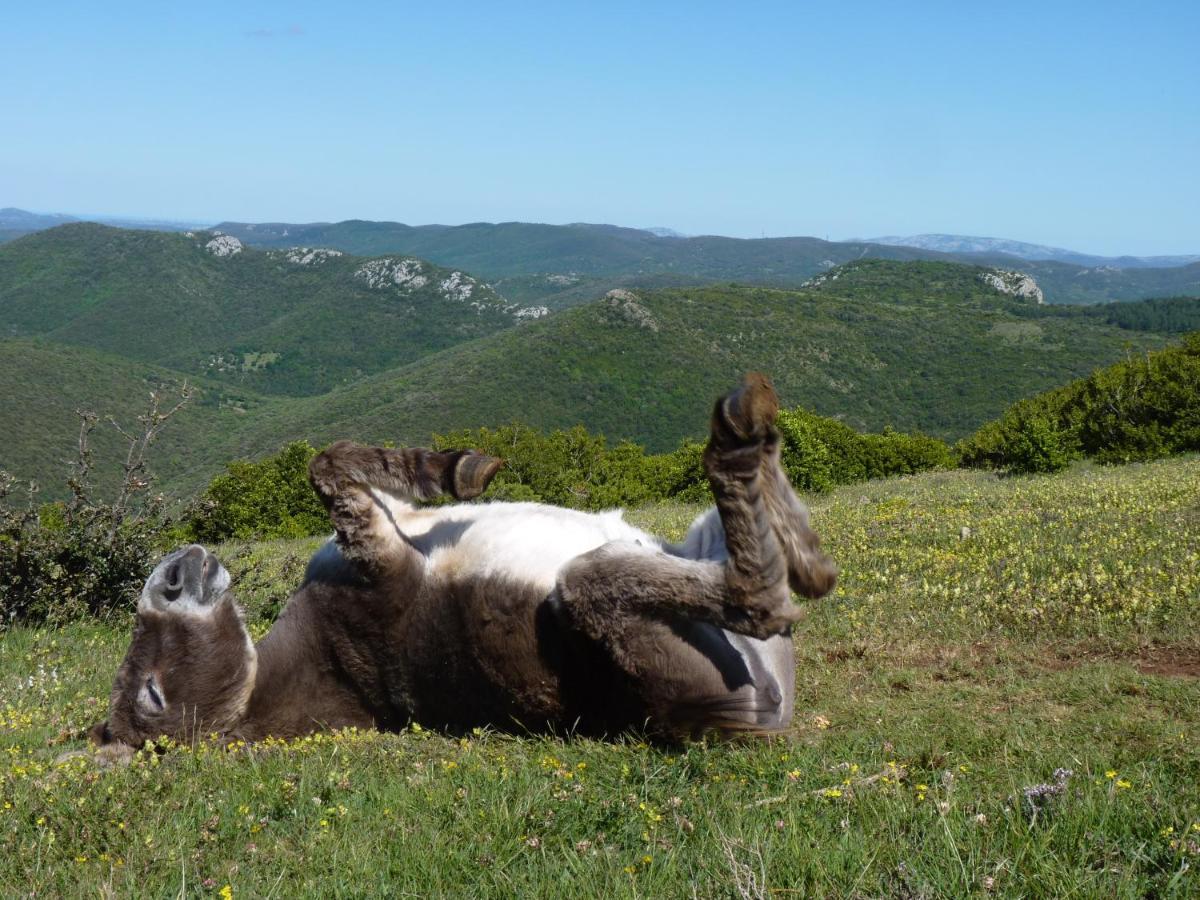 Gites A La Ferme - Hautes-Corbieres Termes Exterior photo